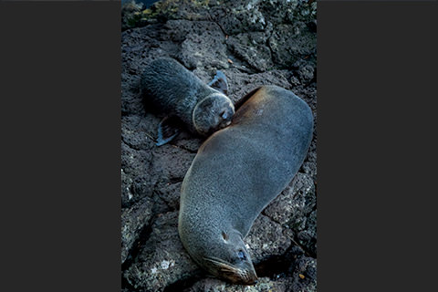 ニュージーランド・オットセイの母仔