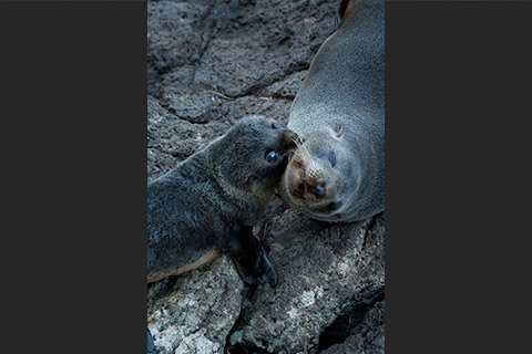 ニュージーランド・オットセイの母仔
