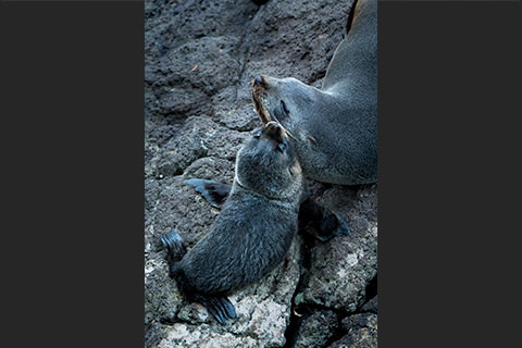 ニュージーランド・オットセイの母仔