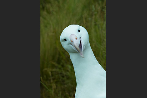 ロイヤル・アルバトロス