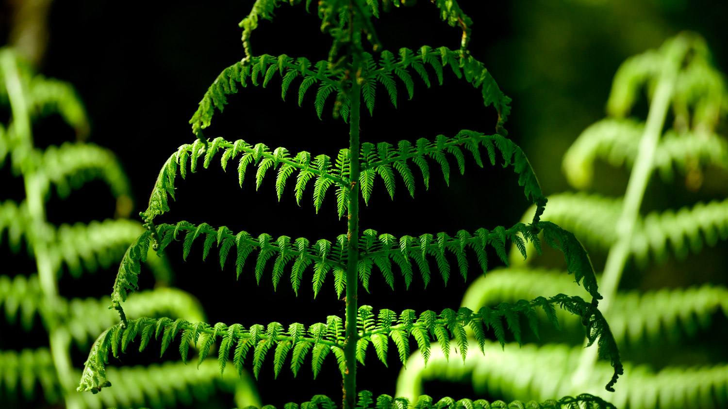 フラクタルな葉