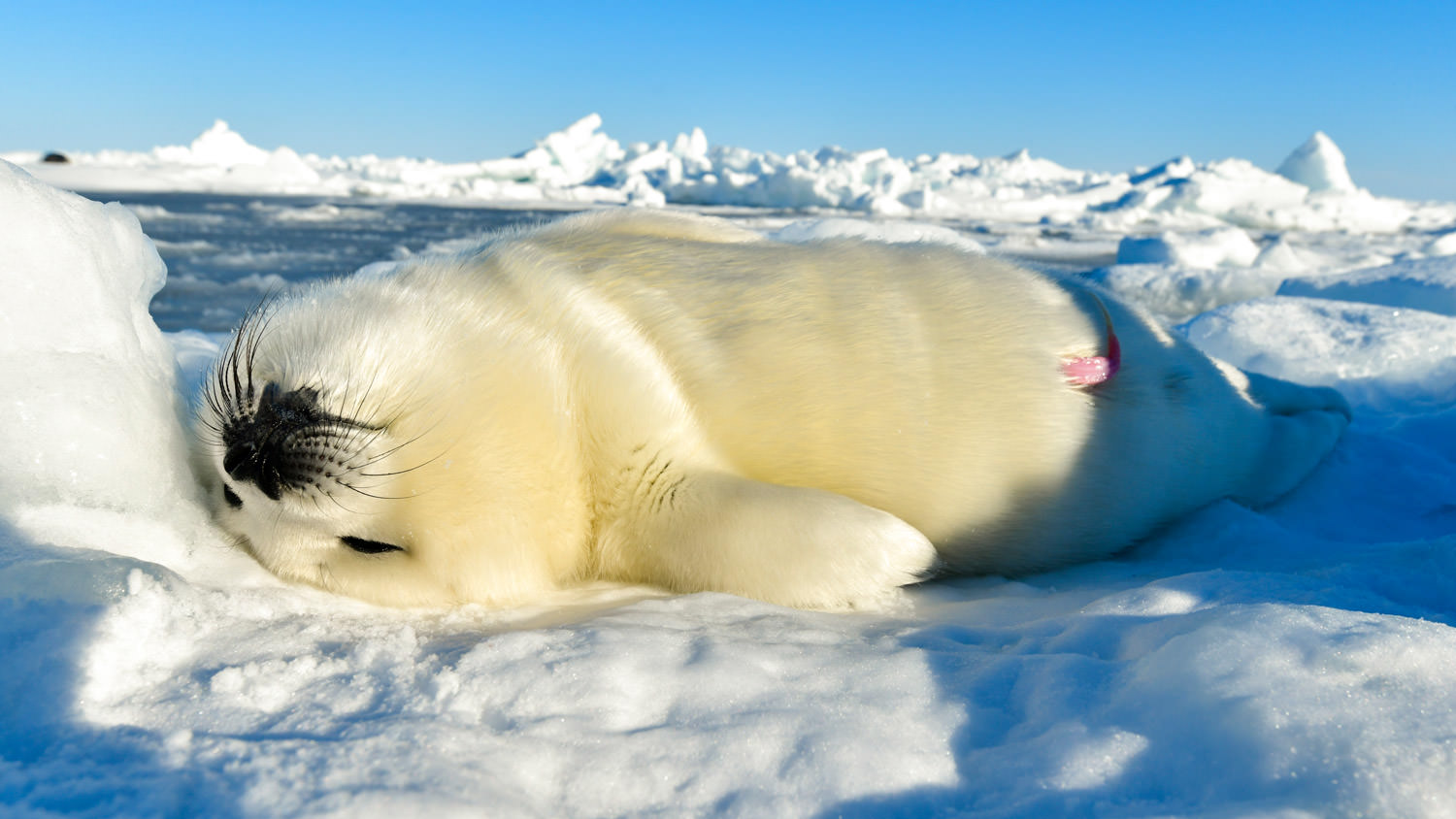 イエローコート