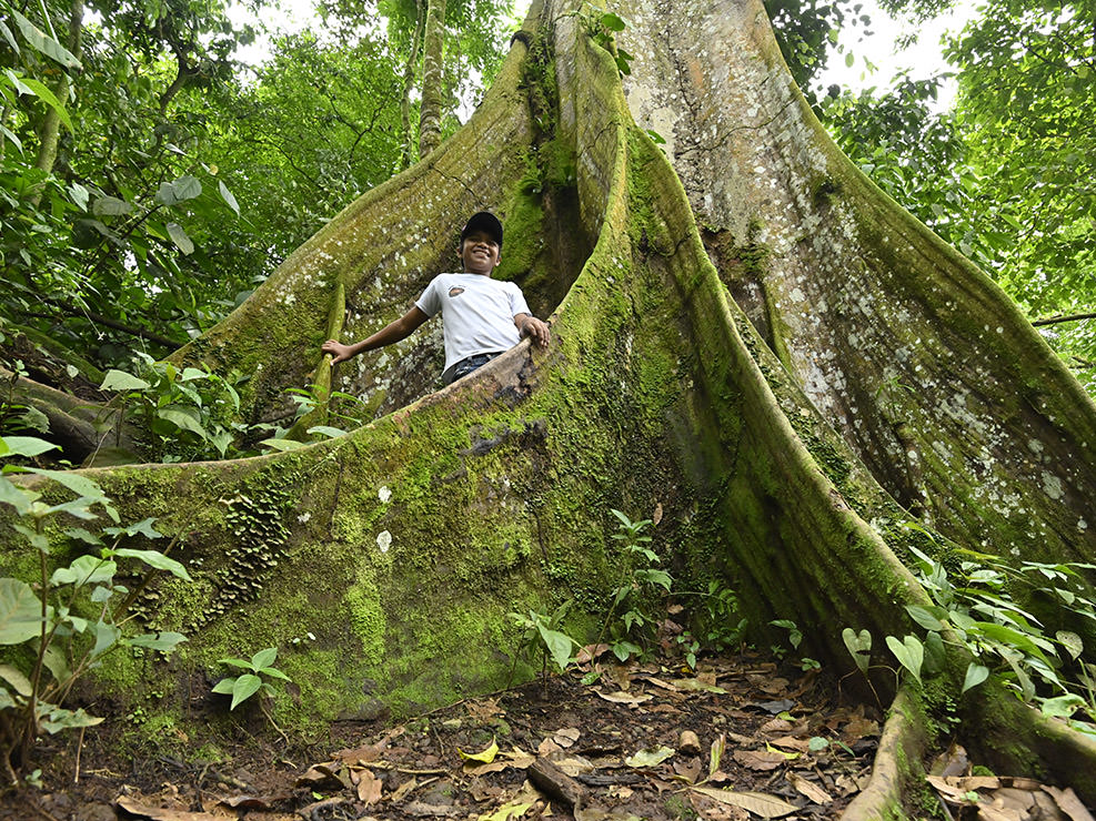 巨大な板根の間に入って遊ぶ、森を案内してくれた男の子。