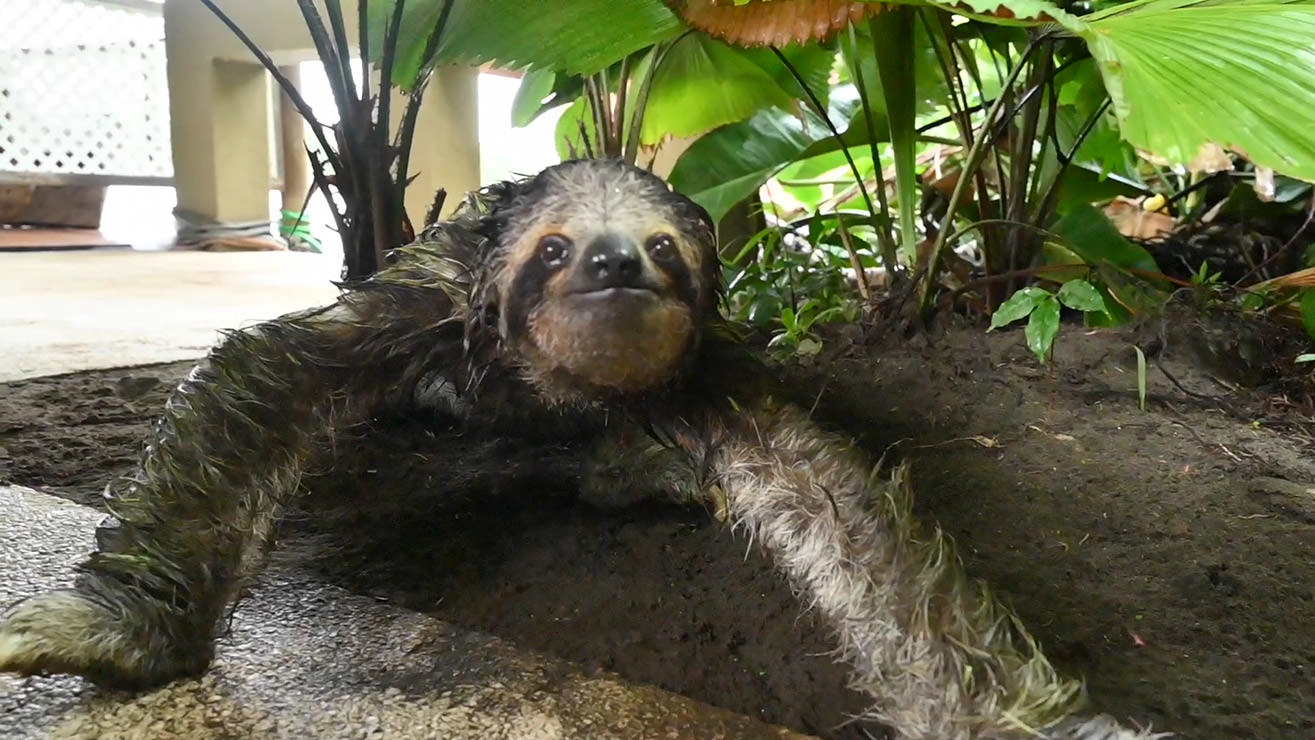 宿の敷地に現れたナマケモノ。僕の方に向かってきたので慌てて動画を撮った。