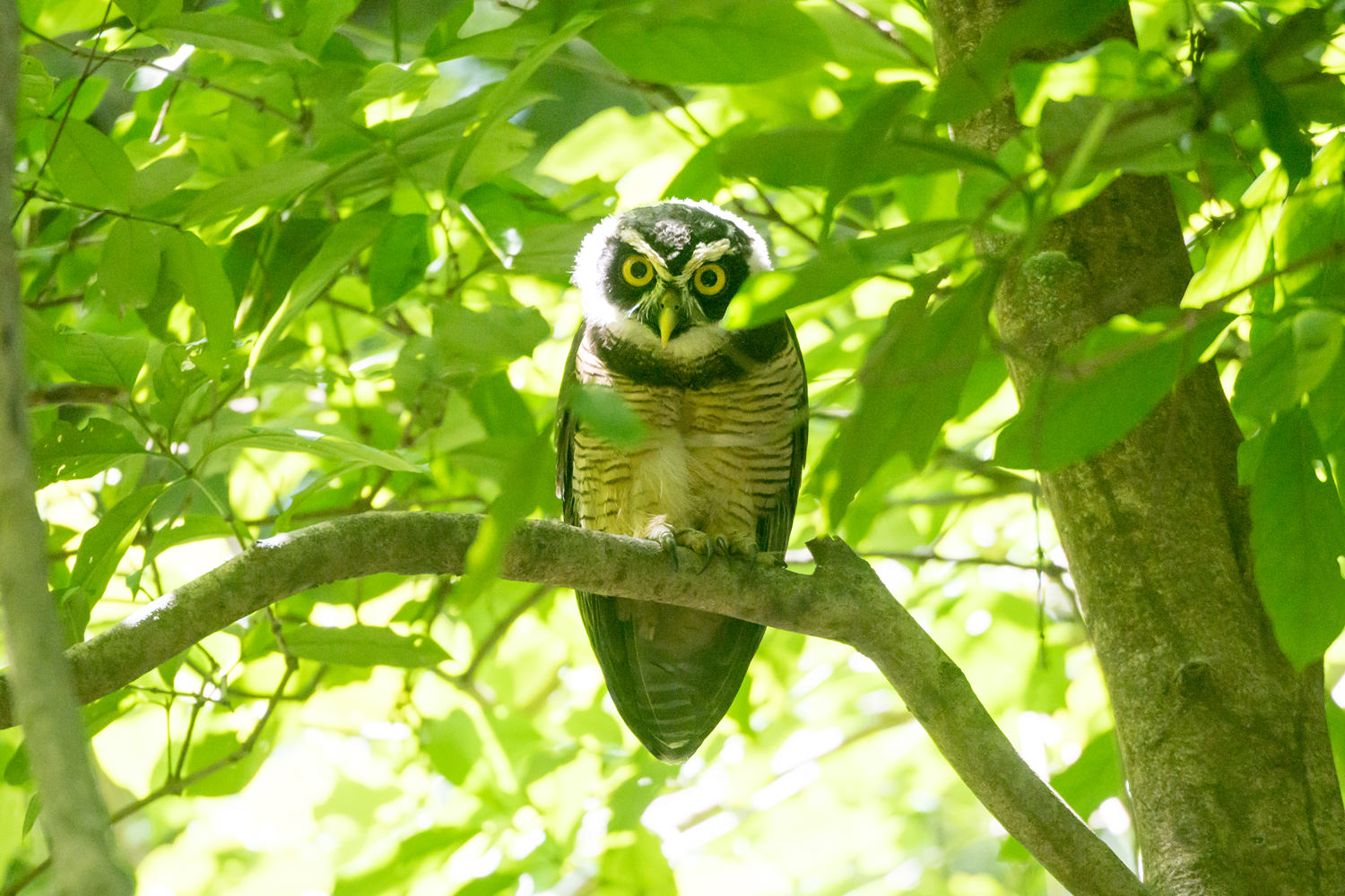 メガネフクロウ