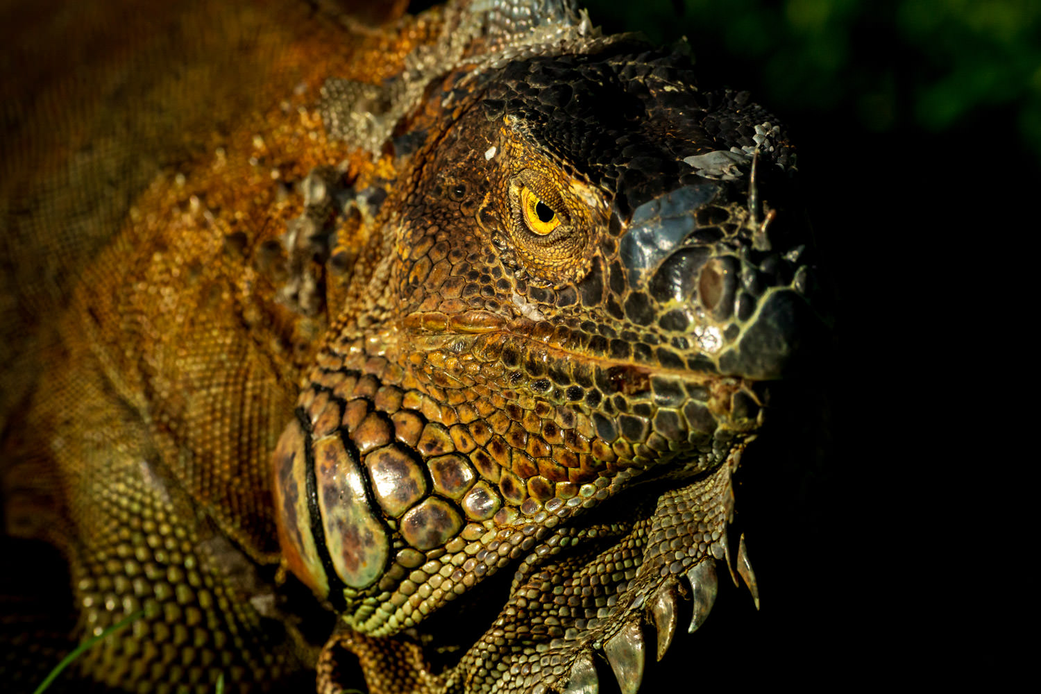 強面のイグアナ