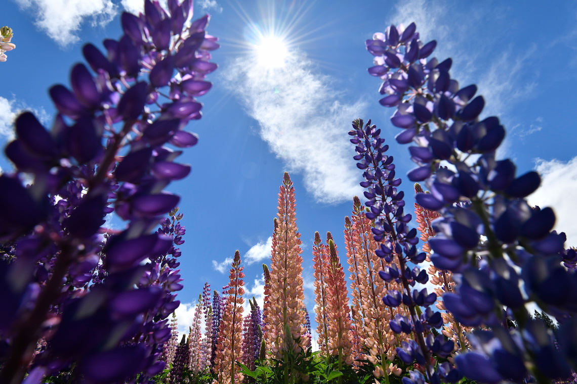 ルピナスの花