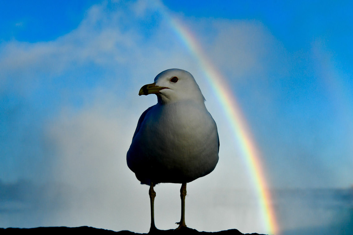カモメ