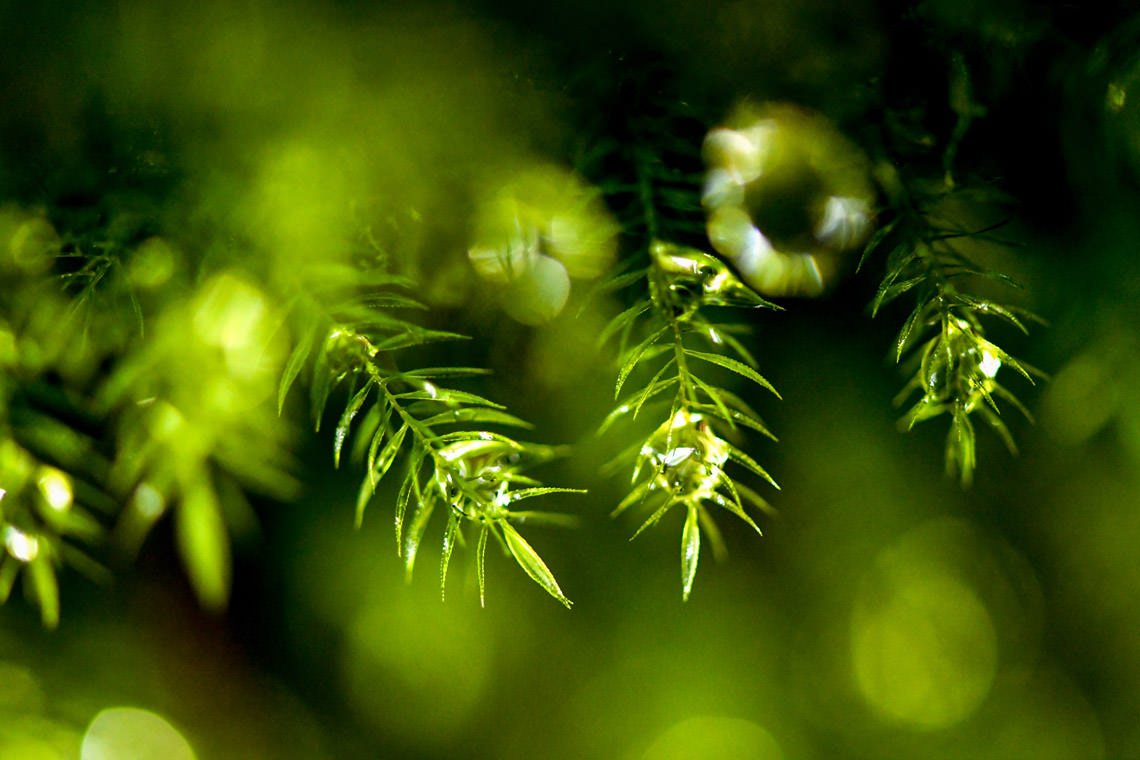 悦びの植物