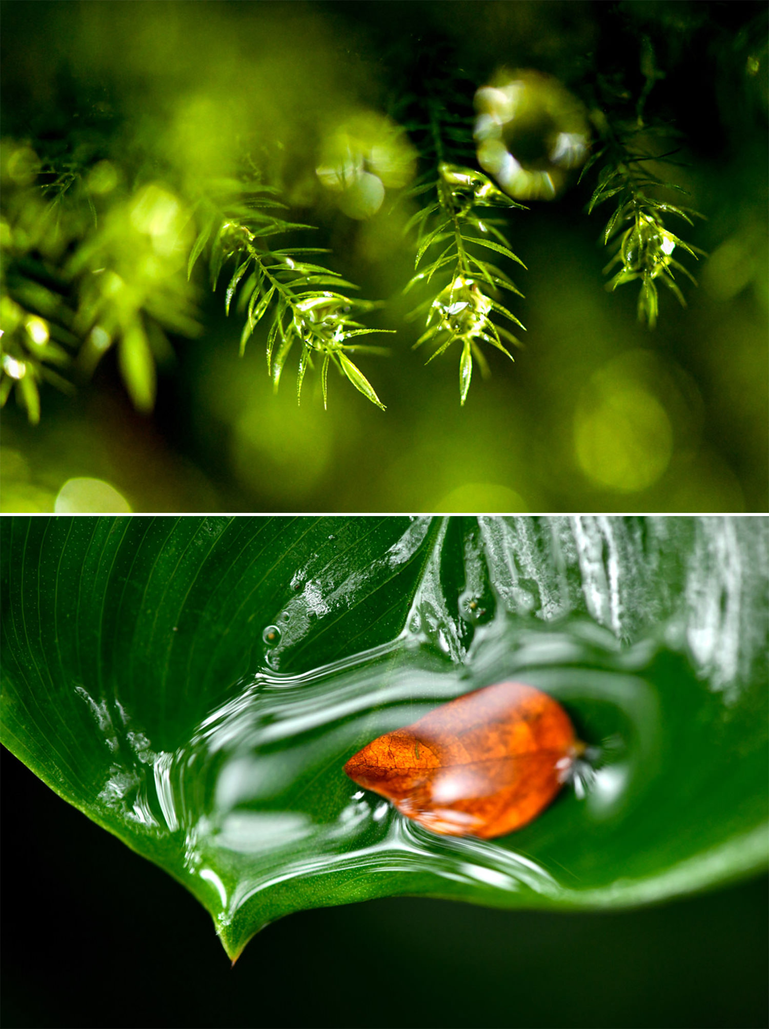 悦びの植物