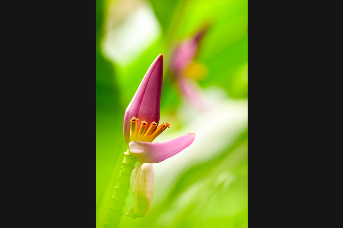 バナナの花