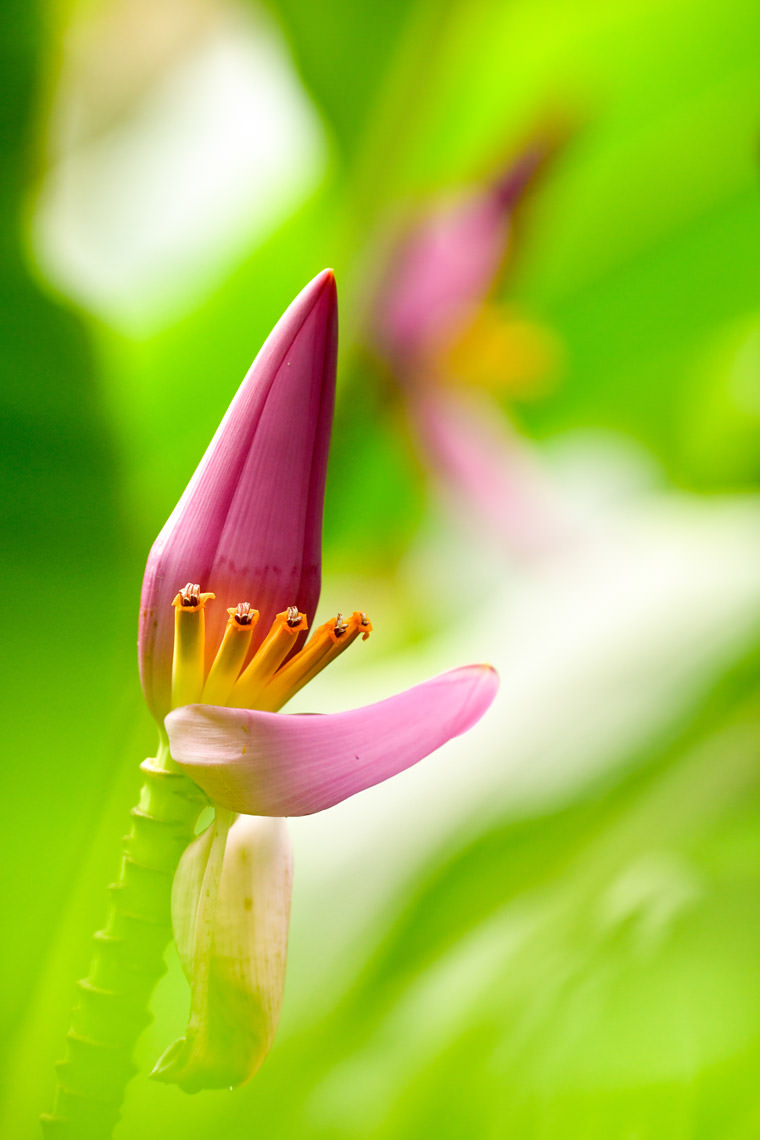 バナナの花