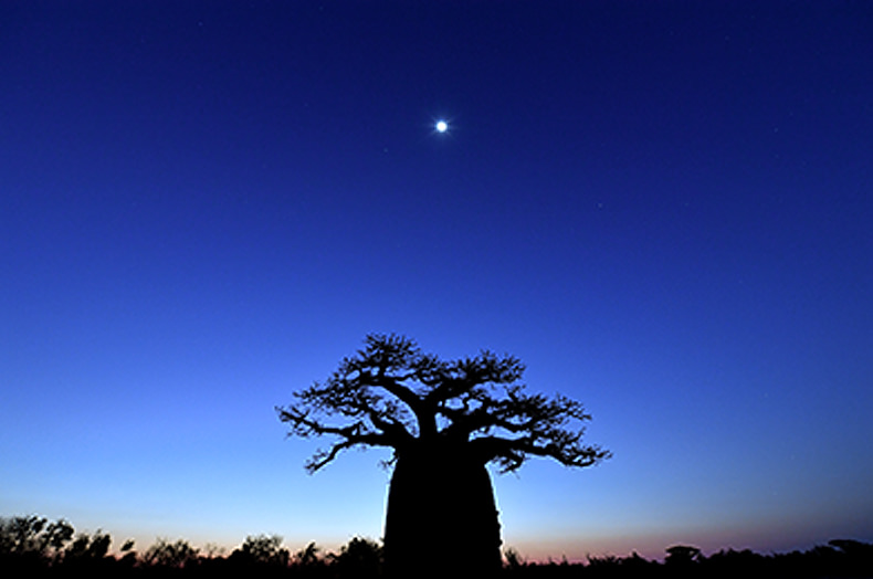 BAOBAB