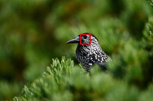 シングルポイントAF