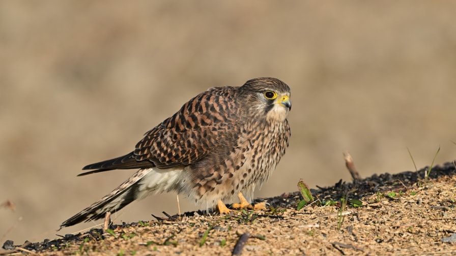 チョウゲンボウ