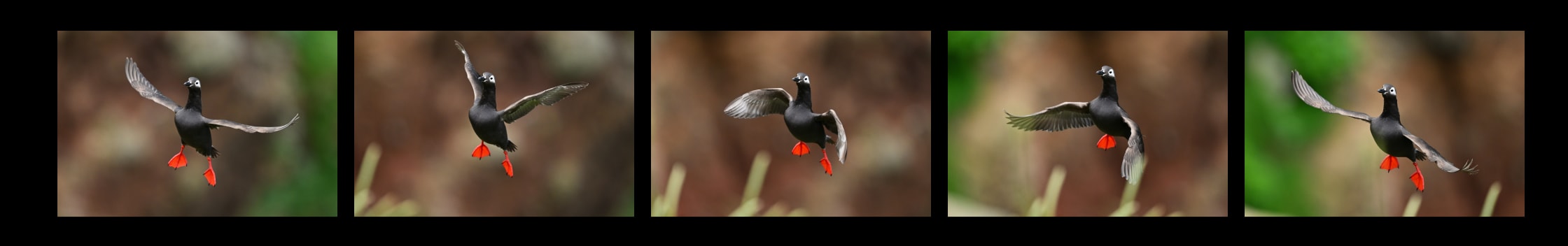 Z6IIIファインダー像