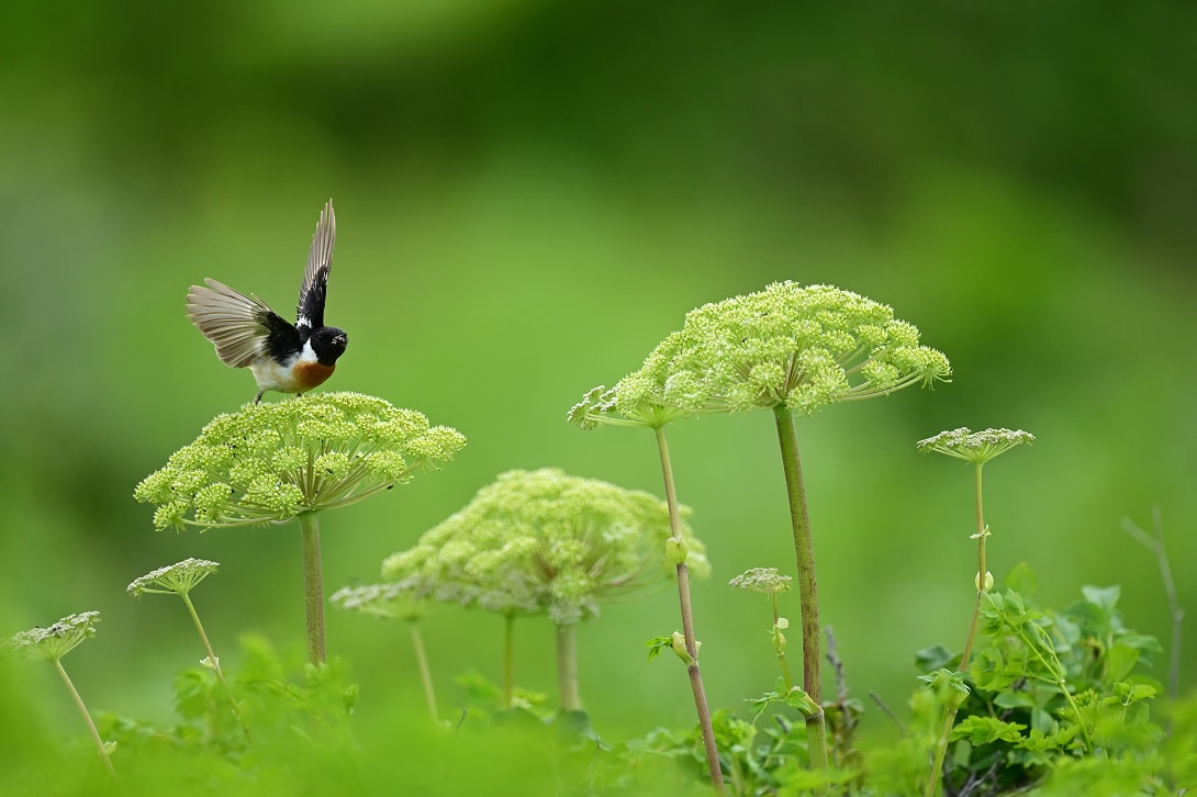 フォーカスリミッターの写真