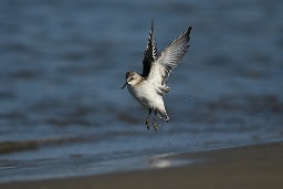 ベストショット