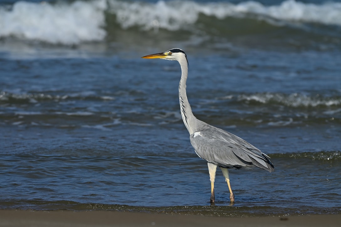 NIKKOR Z 180-600mm f/5.6-6.3 VR