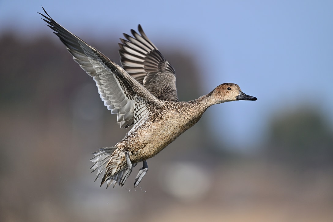 NIKKOR Z 600mm f/6.3 VR S