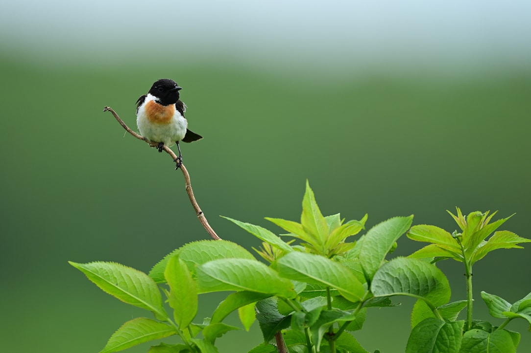 NIKKOR Z 800mm f/6.3 VR S