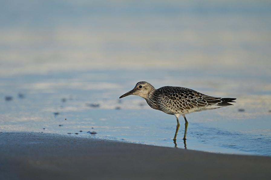 光線状態が悪い例