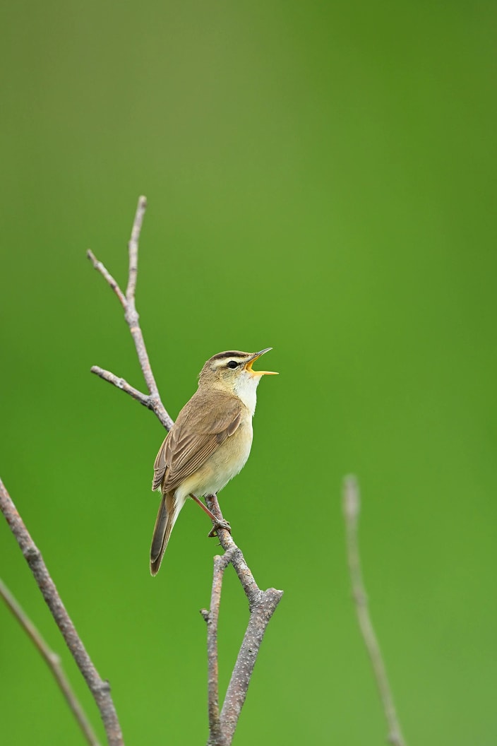 野鳥のポーズ写真