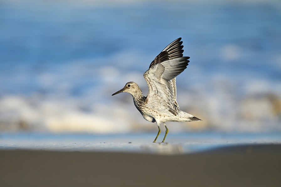 翼を広げている野鳥