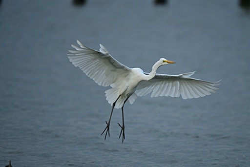 飛んでいる大型の鳥
