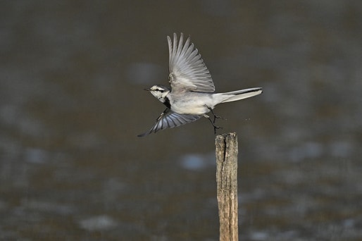 飛んでいる小型の鳥