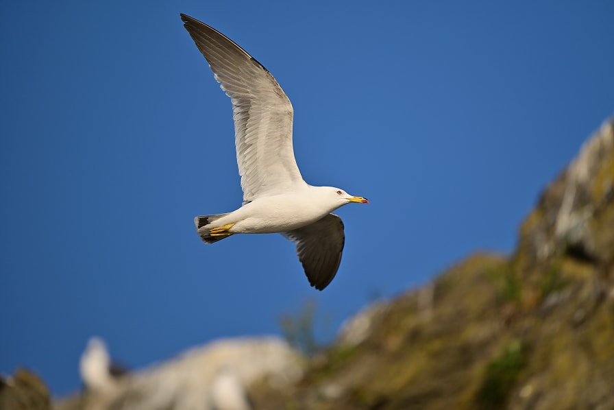 カモ類やカモメ類写真