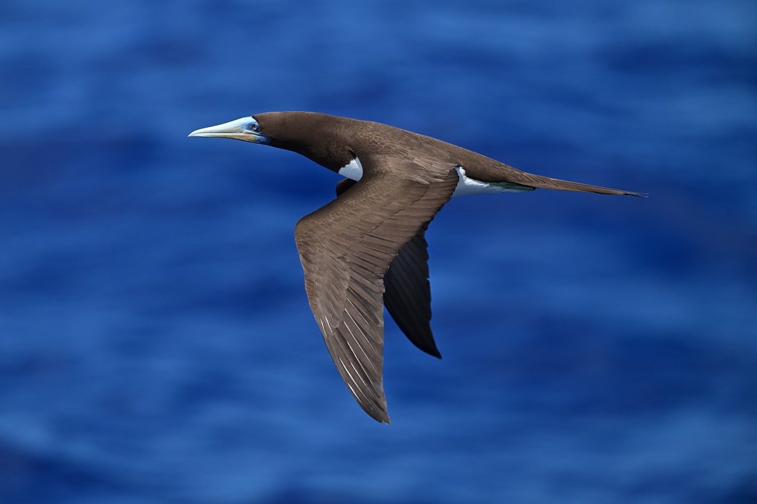 翼を振り下ろしている野鳥