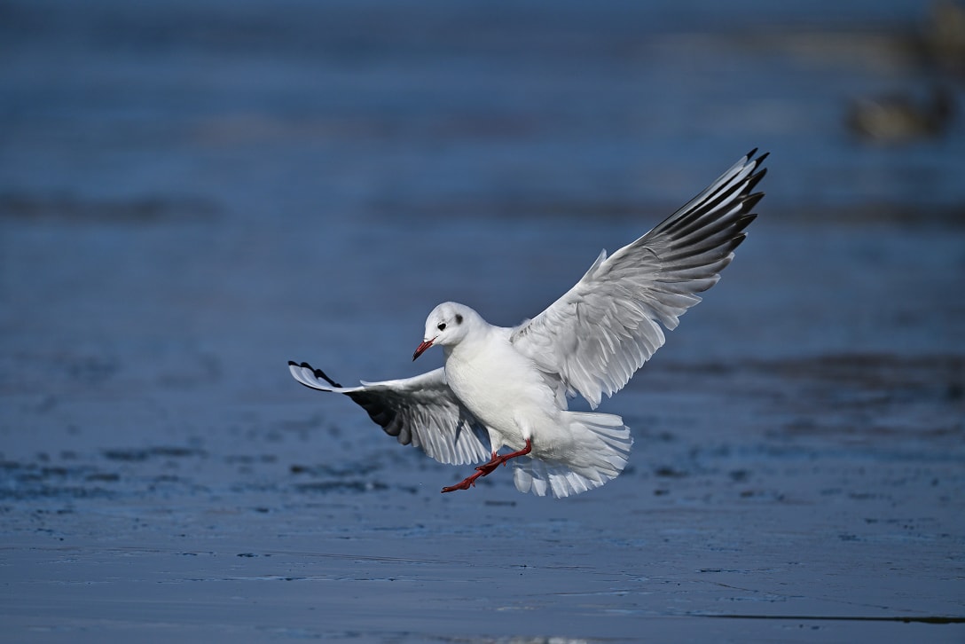 着陸前に体を起こす野鳥