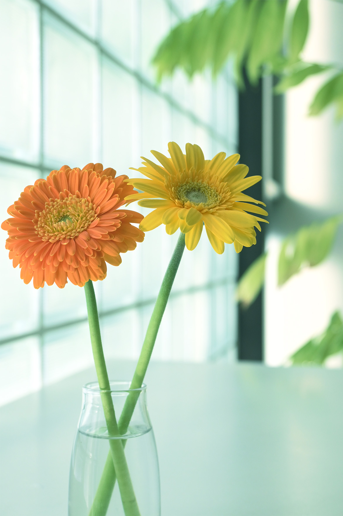 Z 50とNIKKOR Z DX 16-50mm f/3.5-6.3 VR使用した写真